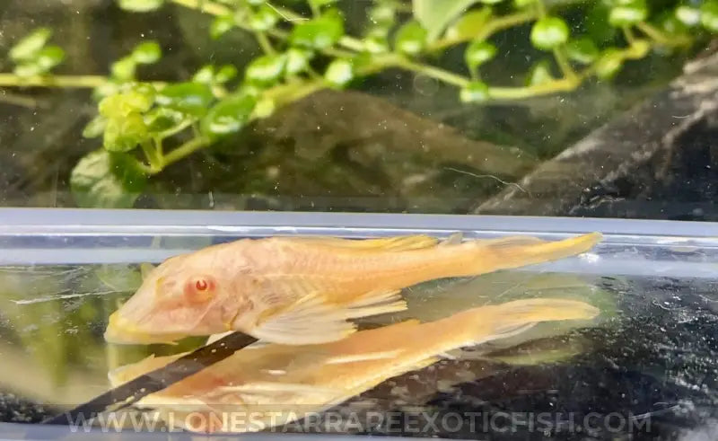 L165 Albino Sailfin Pleco / Glyptoperichthys gibbiceps For Sale Online | Lone Star Rare Exotic Fish Co.