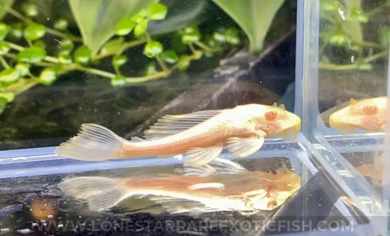 L165 Albino Sailfin Pleco / Glyptoperichthys gibbiceps For Sale Online | Lone Star Rare Exotic Fish Co.