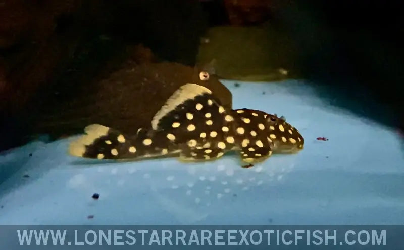 L177 Goldseam Gold Nugget Pleco / Baryancistrus Xanthellus Live Freshwater Tropical Fish for Sale Online