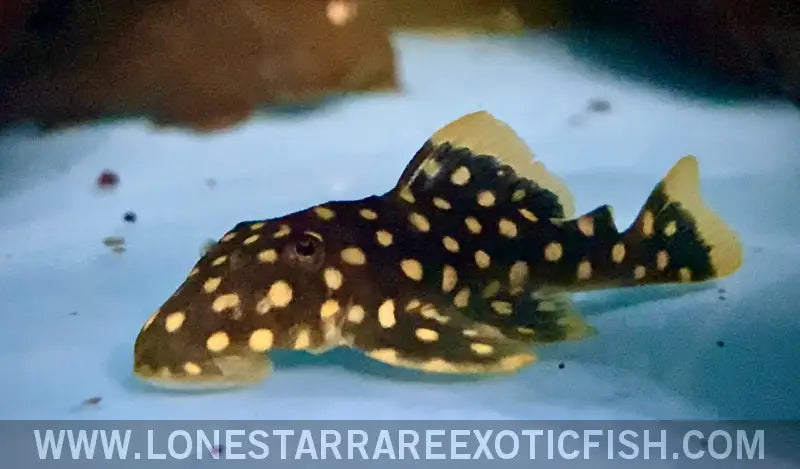 L177 Goldseam Gold Nugget Pleco / Baryancistrus Xanthellus for