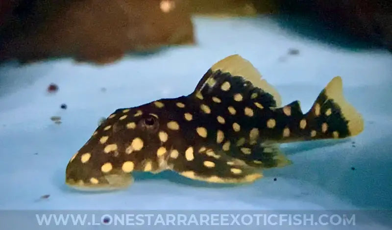 L177 Goldseam Gold Nugget Pleco / Baryancistrus xanthellus For Sale Online | Lone Star Rare Exotic Fish Co.