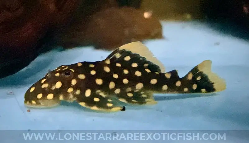 L177 Goldseam Gold Nugget Pleco / Baryancistrus xanthellus For Sale Online | Lone Star Rare Exotic Fish Co.