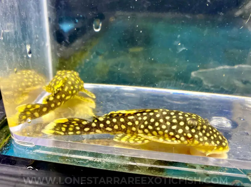 L18 Gold Nugget Pleco / Baryancistrus xanthellus For Sale Online | Lone Star Rare Exotic Fish Co.