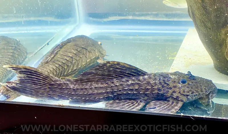 L185 Xingu Spiny Monster Pleco For Sale Online | Lone Star Rare Exotic Fish Co.