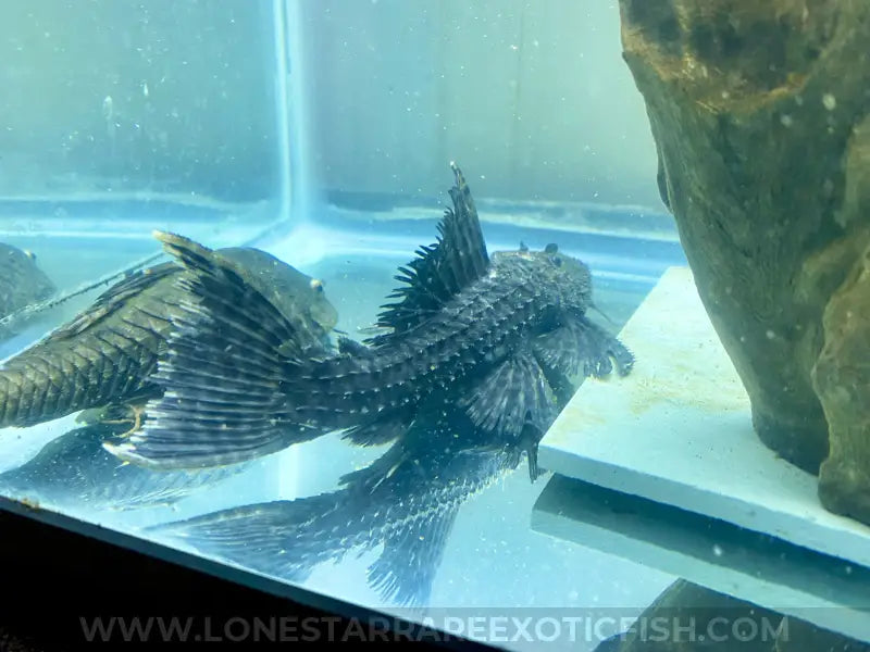 L185 Xingu Spiny Monster Pleco For Sale Online | Lone Star Rare Exotic Fish Co.