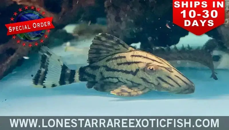 L190 Royal Pleco / Panaque Nigrolineatus (special Order) Live Freshwater Tropical Fish for Sale Online
