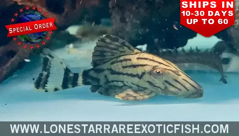 L190 Royal Pleco / Panaque Nigrolineatus (special Order) Live Freshwater Tropical Fish for Sale Online