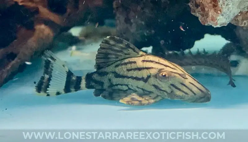 L190 Royal Pleco / Panaque nigrolineatus For Sale Online | Lone Star Rare Exotic Fish Co.