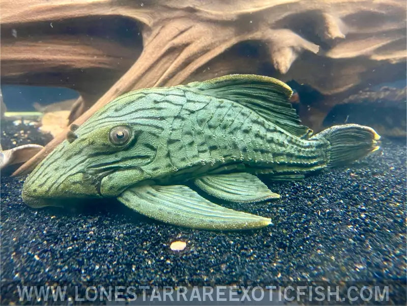L191 Dull Eyed Royal Pleco / Panaque Cf. Nigrolineatus Live Freshwater Tropical Fish for Sale Online