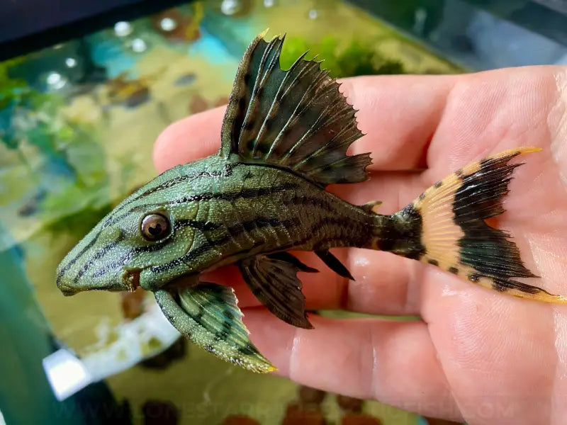 L191 Dull Eyed Royal Pleco / Panaque cf. nigrolineatus For Sale Online | Lone Star Rare Exotic Fish Co.