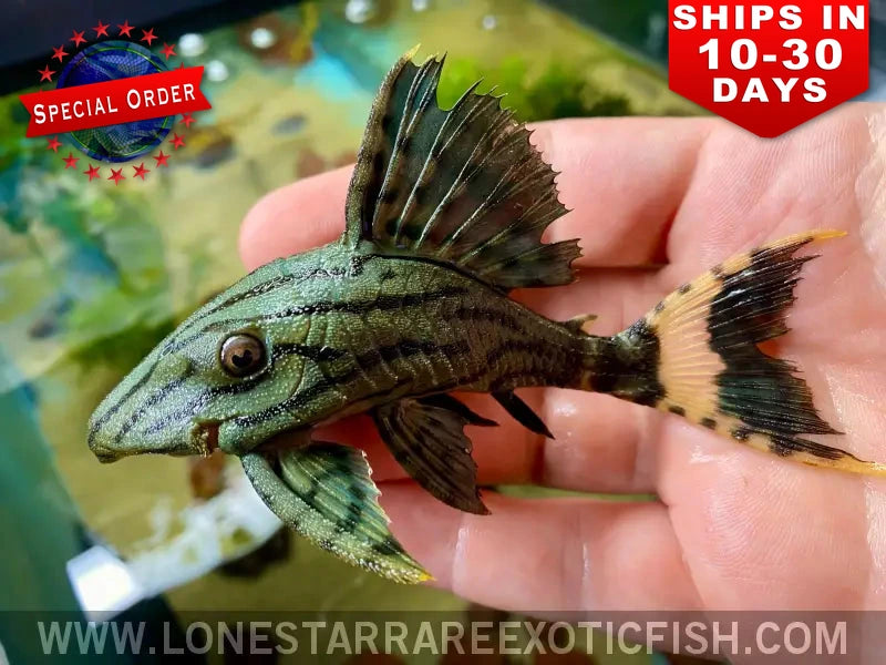 L191 Dull Eyed Royal Pleco / Panaque Sp. L191 (special Order) Live Freshwater Tropical Fish for Sale Online