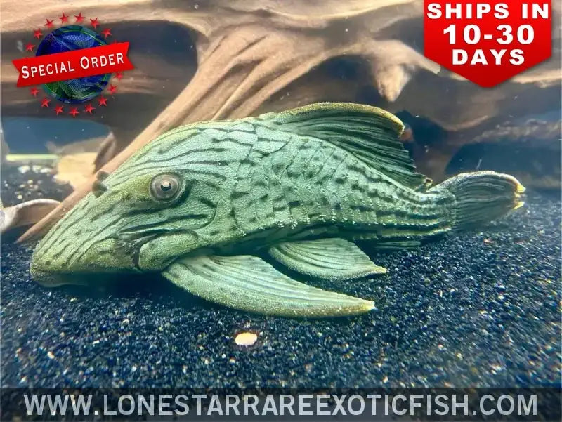 L191 Dull Eyed Royal Pleco / Panaque Sp. L191 (special Order) Live Freshwater Tropical Fish for Sale Online