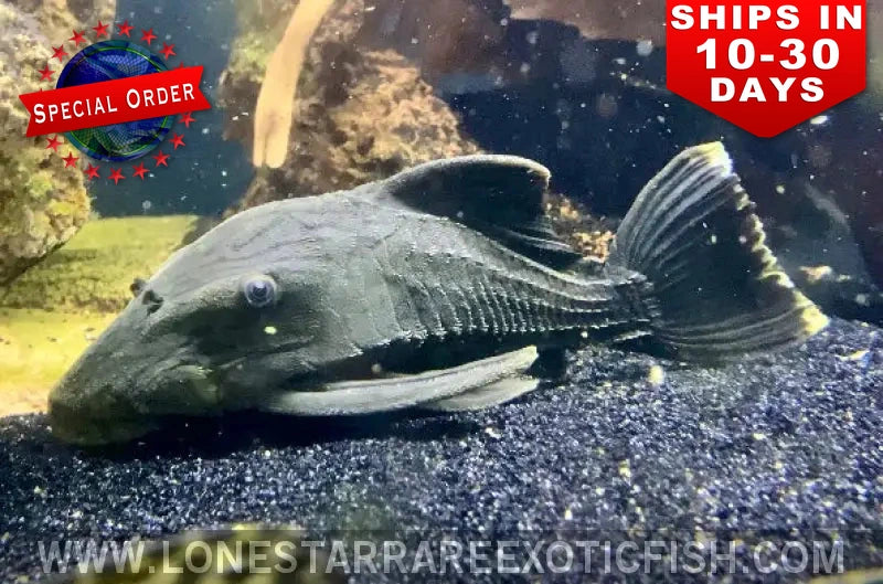 L191 Dull Eyed Royal Pleco / Panaque Sp. L191 (special Order) Live Freshwater Tropical Fish for Sale Online