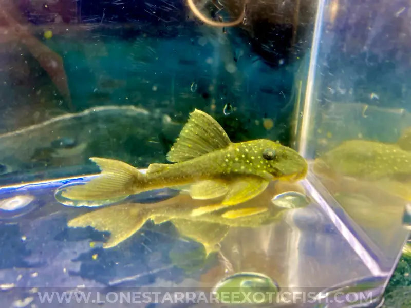 L200 Green Phantom Pleco / Hemiancistrus subviridis For Sale Online | Lone Star Rare Exotic Fish Co.
