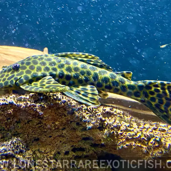 L233 / Lda009 Pleco / Hypostomus Fuscomaculatus for Sale