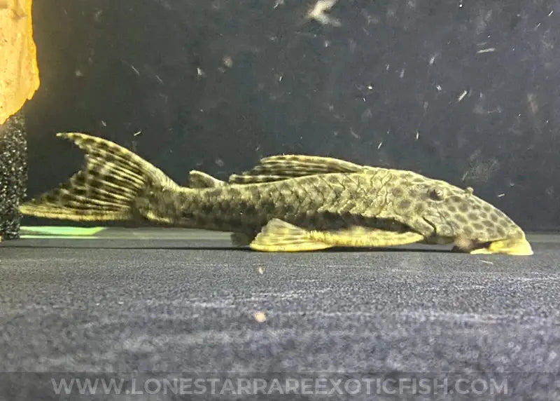 L233 / LDA009 Pleco Hypostomus fuscomaculatus For Sale Online | Lone Star Rare Exotic Fish Co.