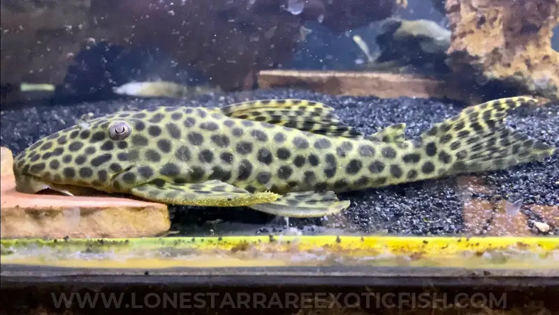 L233 / LDA009 Pleco / Hypostomus fuscomaculatus For Sale Online | Lone Star Rare Exotic Fish Co.