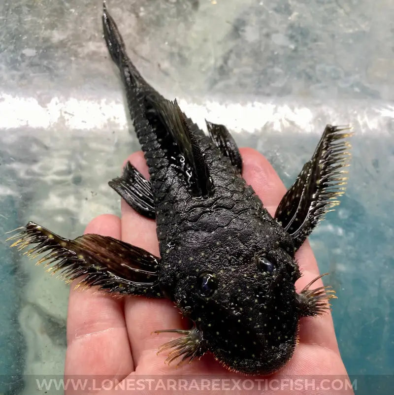 L235 Flyer Pleco / Pseudolithoxus anthrax For Sale Online | Lone Star Rare Exotic Fish Co.