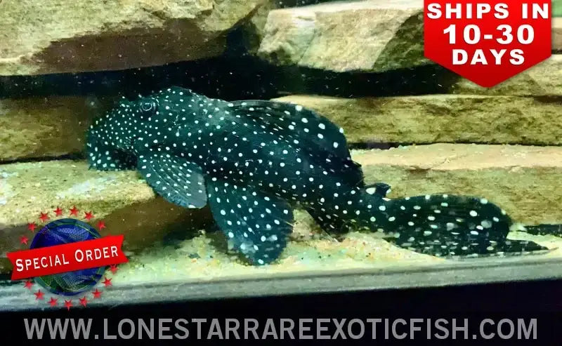 L240 Galaxy Pleco / Leporacanthicus Cf. Galaxias (special Order) Live Freshwater Tropical Fish for Sale Online