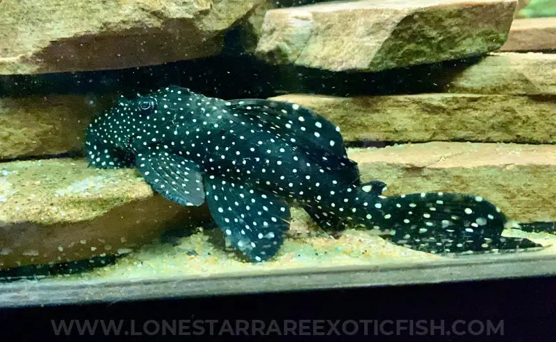 L240 Galaxy/Vampire Pleco / Leporacanthicus cf. galaxias For Sale Online | Lone Star Rare Exotic Fish Co.