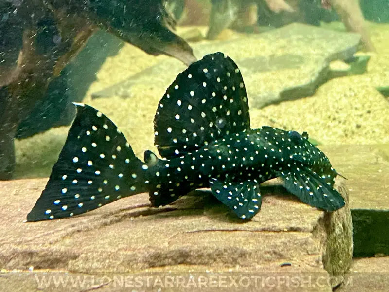 L240 Galaxy/Vampire Pleco / Leporacanthicus cf. galaxias For Sale Online | Lone Star Rare Exotic Fish Co.