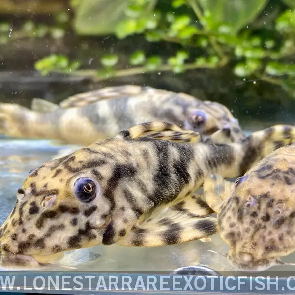L243 Orange Zebra Pleco / Peckoltia Wernekei for Sale Online