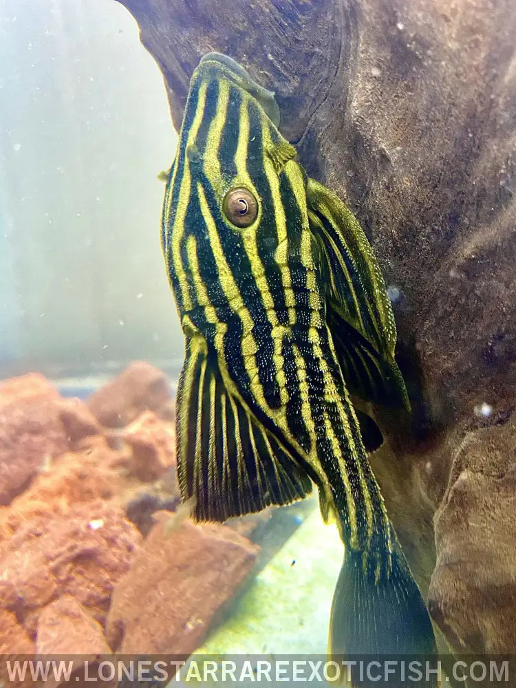 L27 Goldline Pleco Rio Araguaia / Panaque Armbrusteri Live Freshwater Tropical Fish for Sale Online