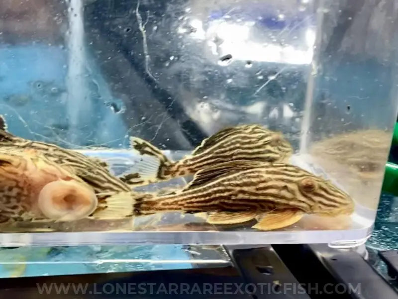 L27 Rio Tapajos “Gold Thunderline” Royal Pleco For Sale Online | Lone Star Rare Exotic Fish Co.