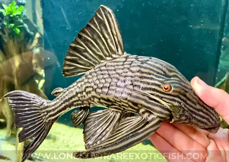 L27 Royal Pleco / Panaque armbrusteri ‘Rio Tocantins’ For Sale Online | Lone Star Rare Exotic Fish Co.