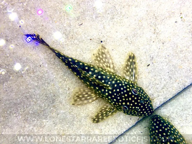 L29 Galaxy Pleco For Sale Online | Lone Star Rare Exotic Fish Co.