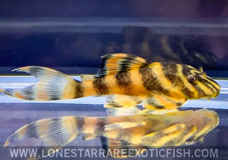 L306 Blood Red Tiger Pleco / Panaqolus Claustellifer Live Freshwater Tropical Fish for Sale Online