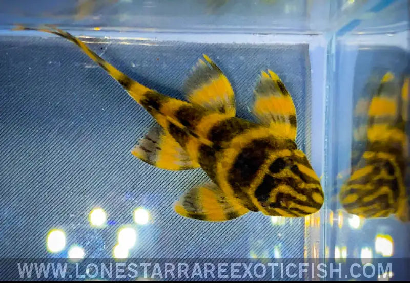 L306 Blood Red Tiger Pleco / Panaqolus Claustellifer Live Freshwater Tropical Fish for Sale Online