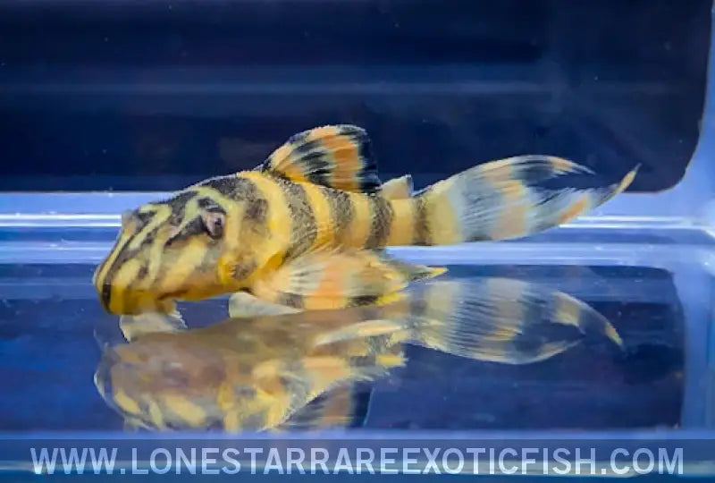 L306 Blood Red Tiger Pleco / Panaqolus Claustellifer Live Freshwater Tropical Fish for Sale Online