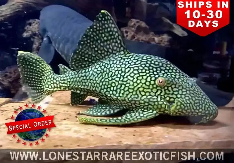 L330 Watermelon Pleco / Panaque Cf. Nigrolineatus (special Order) Live Freshwater Tropical Fish for Sale Online