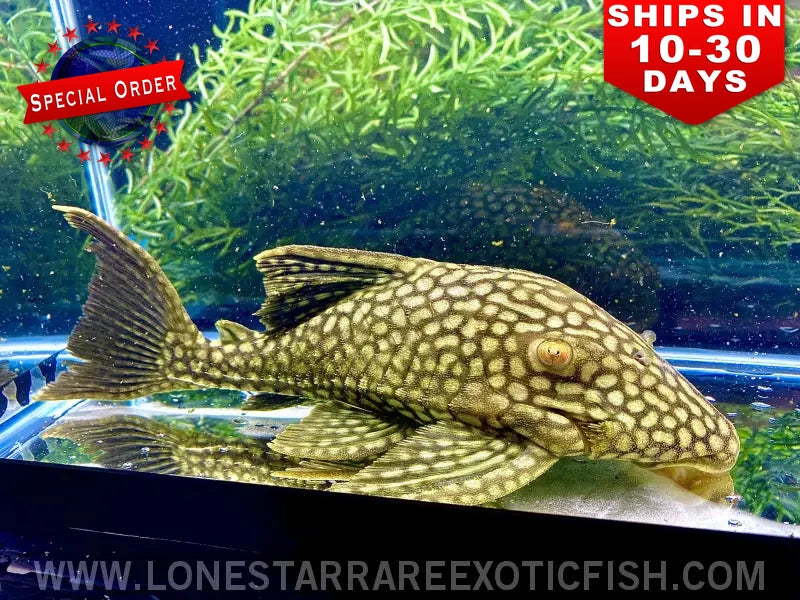L330 Watermelon Pleco / Panaque Cf. Nigrolineatus (special Order) Live Freshwater Tropical Fish for Sale Online
