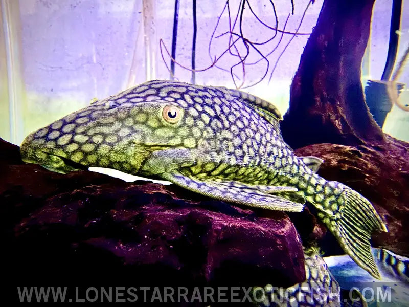 L330 Watermelon Royal Pleco / Panaque Nigrolineatus Laurafabianae Live Freshwater Tropical Fish for Sale Online