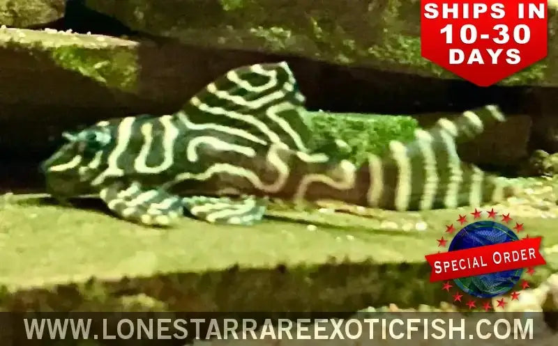 L333 King Tiger Pleco / Hypancistrus Sp. (special Order) Live Freshwater Tropical Fish for Sale Online