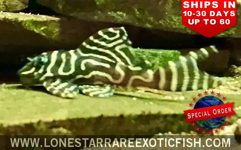 L333 King Tiger Pleco / Hypancistrus Sp. (special Order) Live Freshwater Tropical Fish for Sale Online