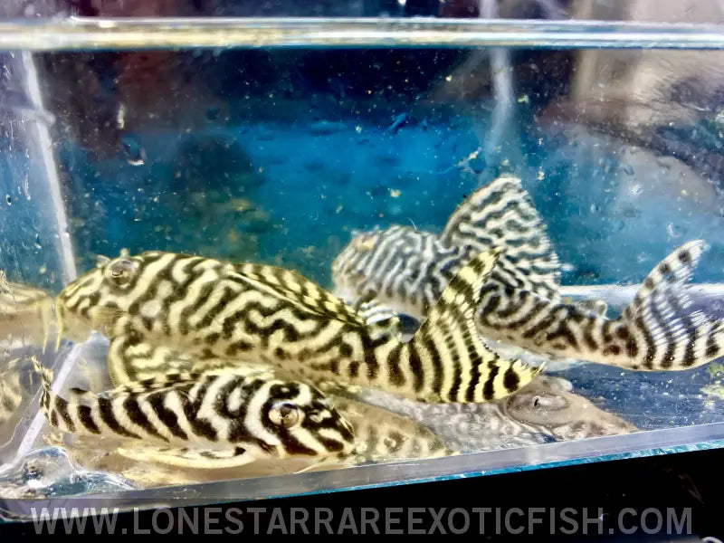 L333 King Tiger Pleco / Hypancistrus Sp. Live Freshwater Tropical Fish for Sale Online