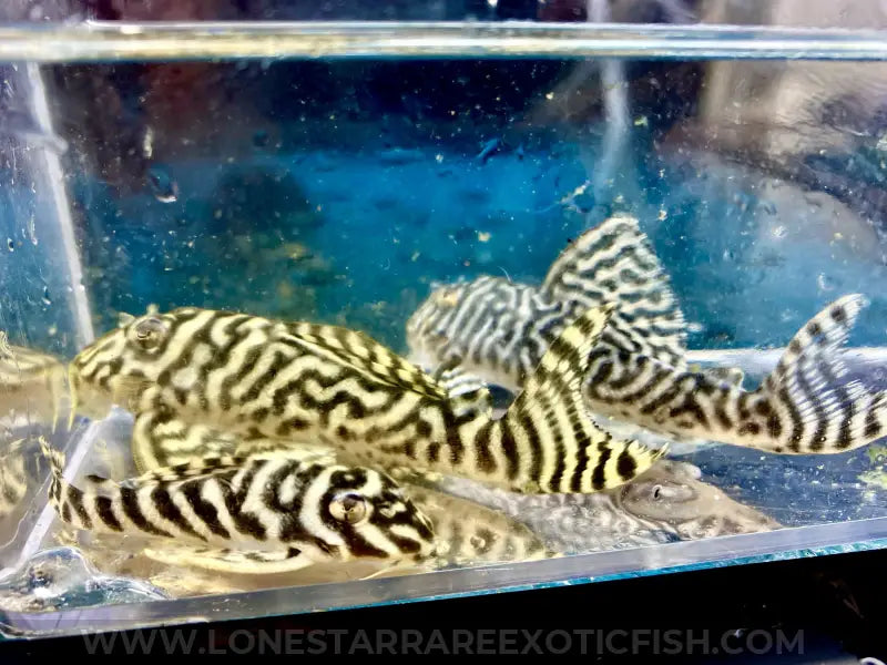 L333 King Tiger Pleco / Hypancistrus sp. For Sale Online | Lone Star Rare Exotic Fish Co.
