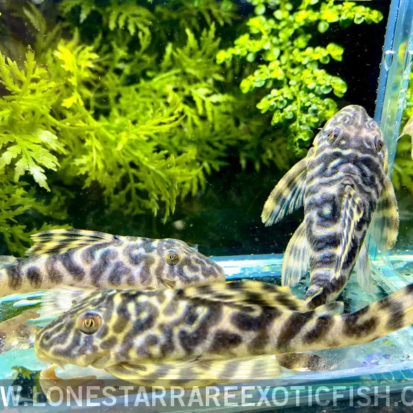 Fish Species Tropical Predatory Fish Predatory Fish Exotic