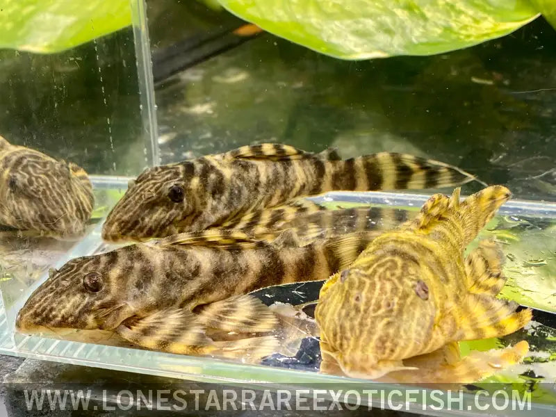 L398 Tankei Tiger Pleco / Panaqolus Tankei Live Freshwater Tropical Fish for Sale Online