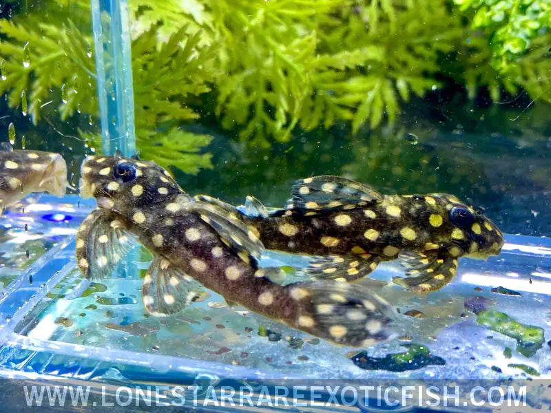 L471 Mini Snowball Pleco / Hypancistrus Sp. Live Freshwater Tropical Fish for Sale Online