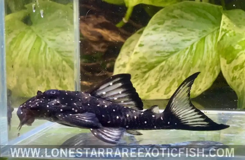 L501 Black Phantasm Pleco / Hypancistrus Sp. Live Freshwater Tropical Fish for Sale Online