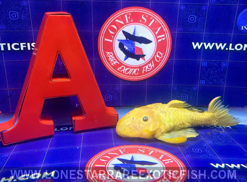 L56y Yellow Chubby Pleco - Wysiwyg Live Freshwater Tropical Fish for Sale Online