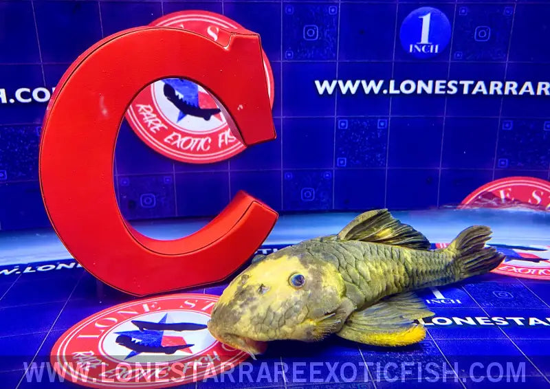 L56y Yellow Chubby Pleco - Wysiwyg Live Freshwater Tropical Fish for Sale Online