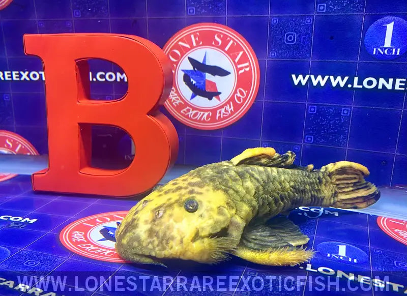 L56y Yellow Chubby Pleco - Wysiwyg Live Freshwater Tropical Fish for Sale Online