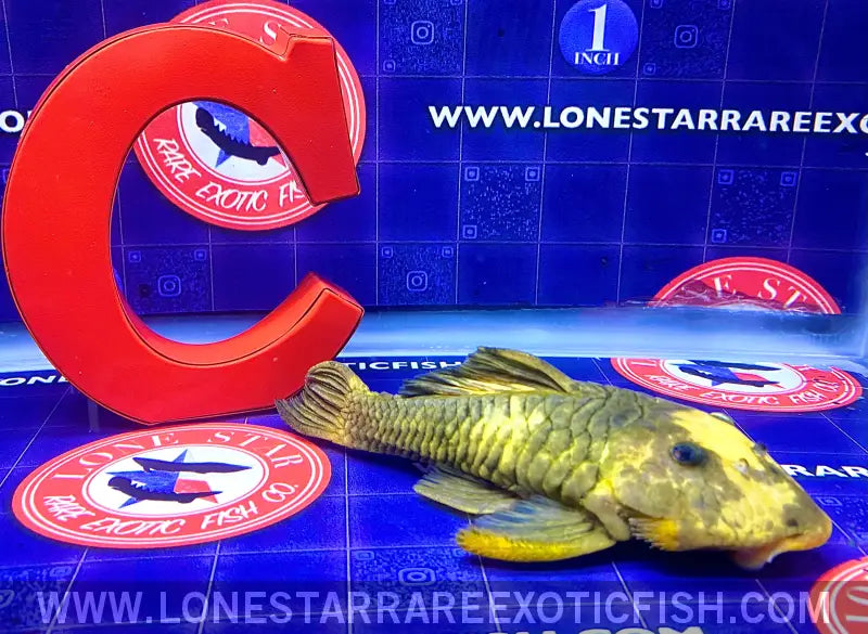 L56y Yellow Chubby Pleco - Wysiwyg Live Freshwater Tropical Fish for Sale Online
