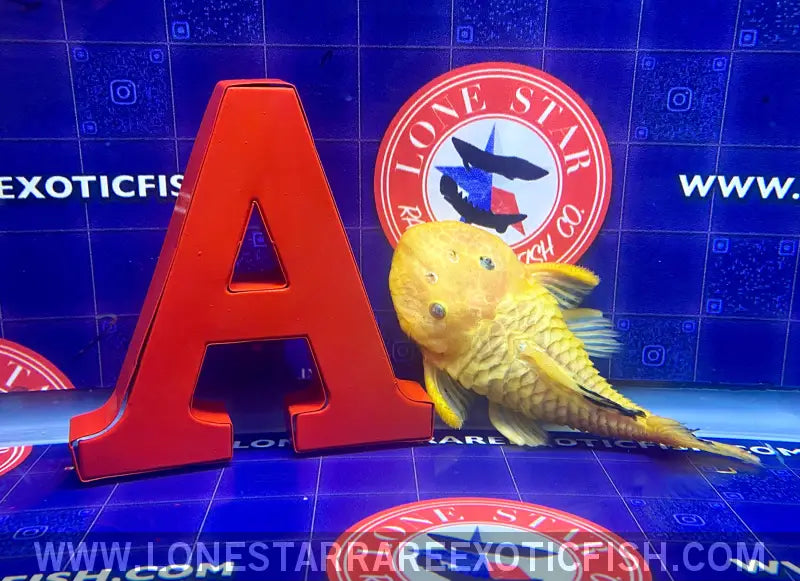 L56y Yellow Chubby Pleco - Wysiwyg Live Freshwater Tropical Fish for Sale Online