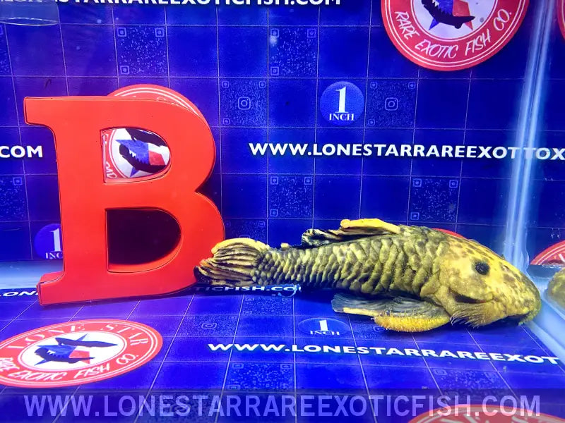 L56y Yellow Chubby Pleco - Wysiwyg Live Freshwater Tropical Fish for Sale Online